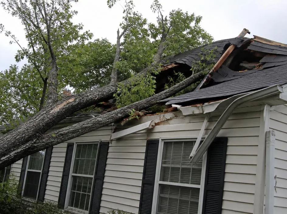 Tree Removal From Roof